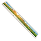 310 x 29mm T12 Insert Ruler 12 inch - Pack of 50